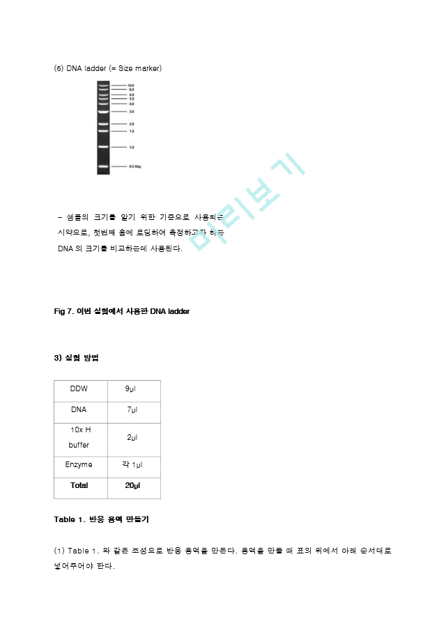 제한효소를 이용한 Restriction of DNA 결과레포트 [A＋].hwp